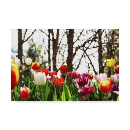 Trademark Fine Art Incredi 'Red And White Flowers' Canvas Art, 22x32 ALI36035-C2232GG